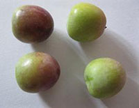 olive variété Arbequina