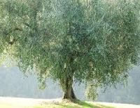 arbre variété Empeltre