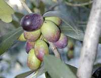 olive variété Empeltre