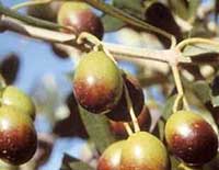 olive variété Frontoio