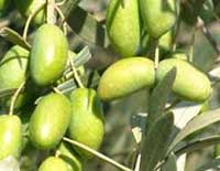 olive variété Picholine