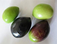 olive variété Picual