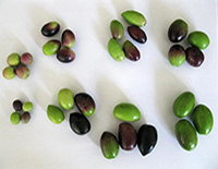 variétés d'olives