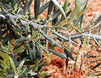 bourgeons olivier