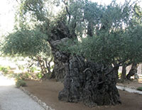 le mont des oliviers de Jerusalem
