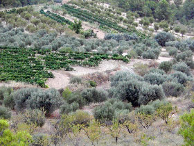 vignes et oliviers Priorat